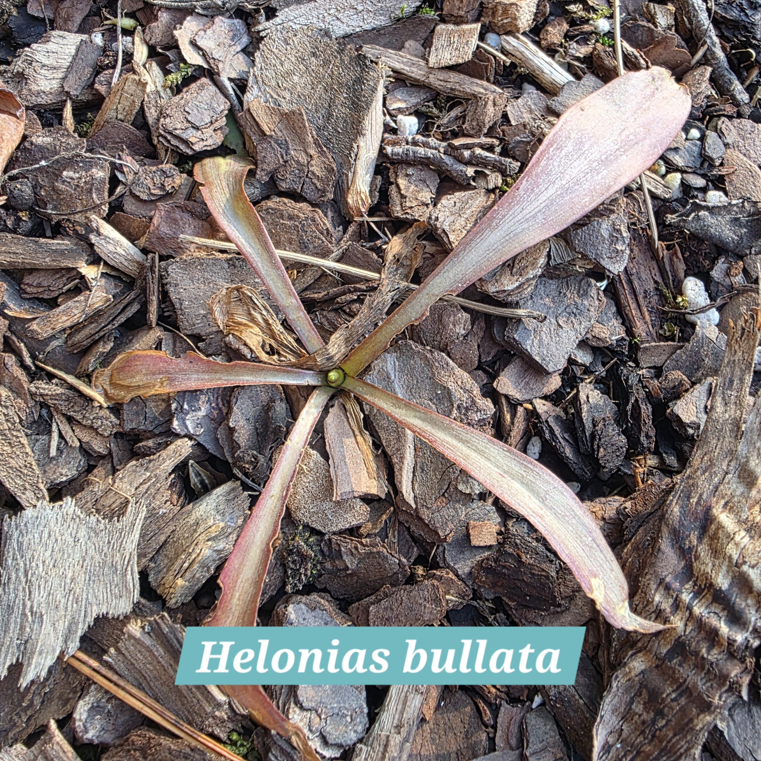 Helonias bullata