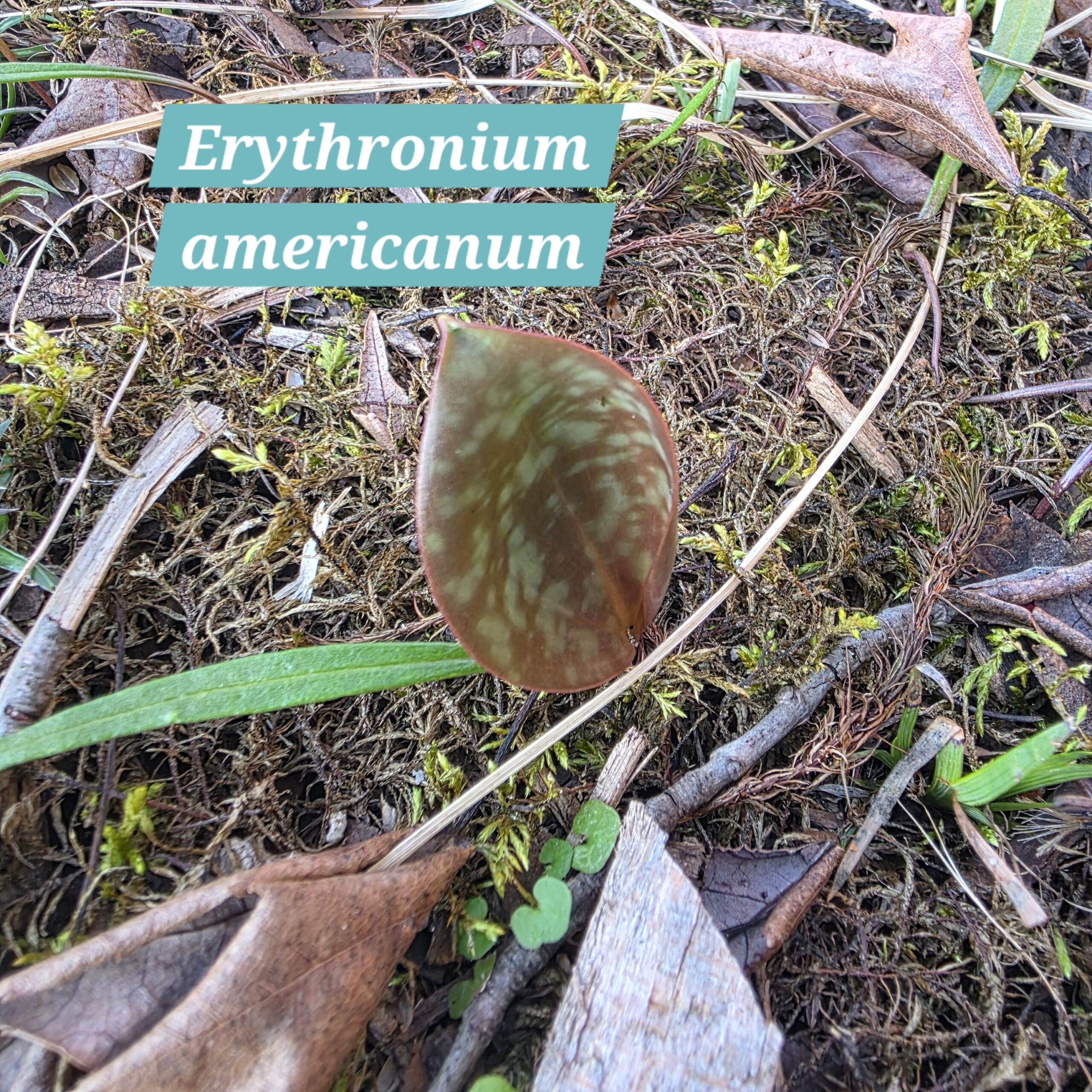 Erythronium americanum