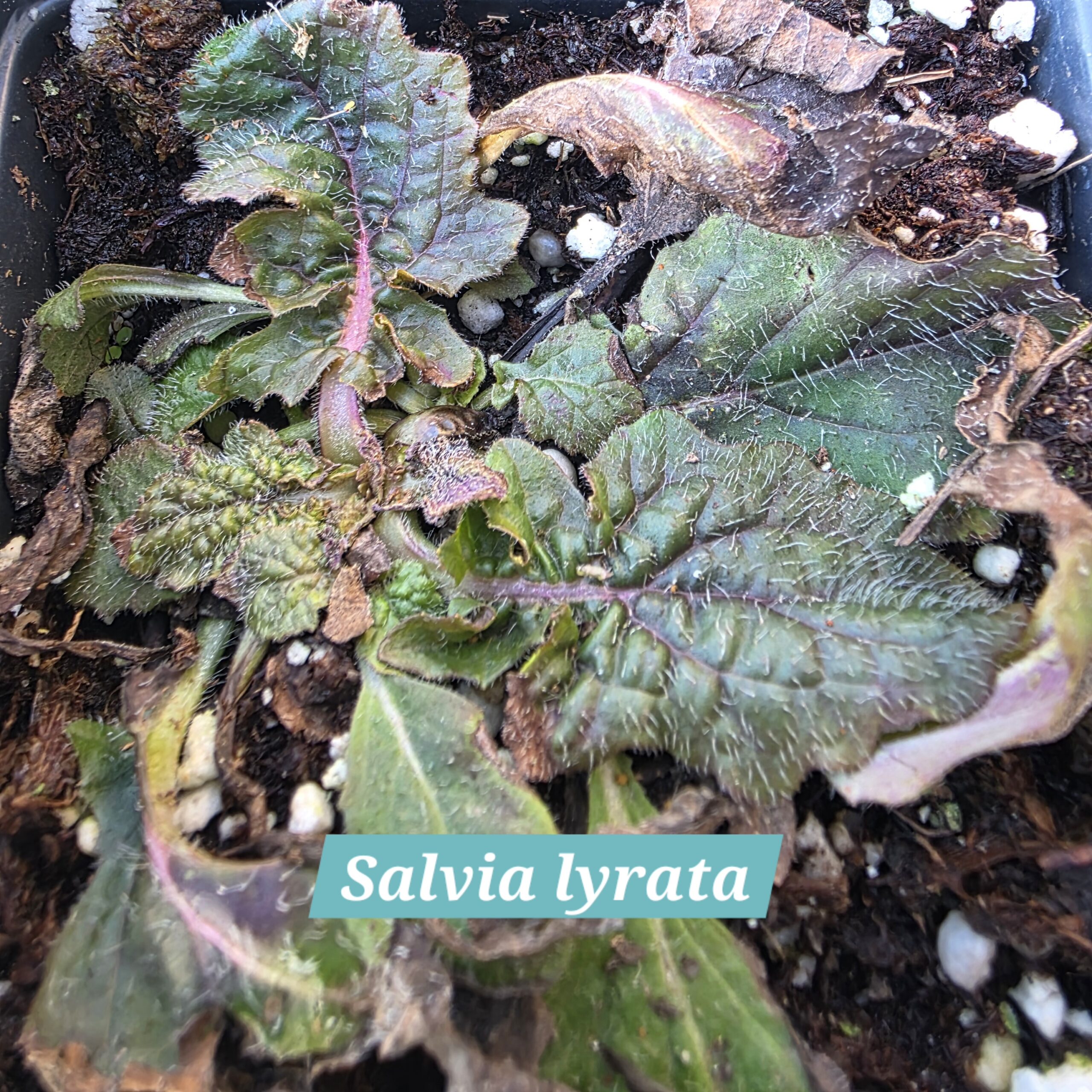 Salvia lyrata