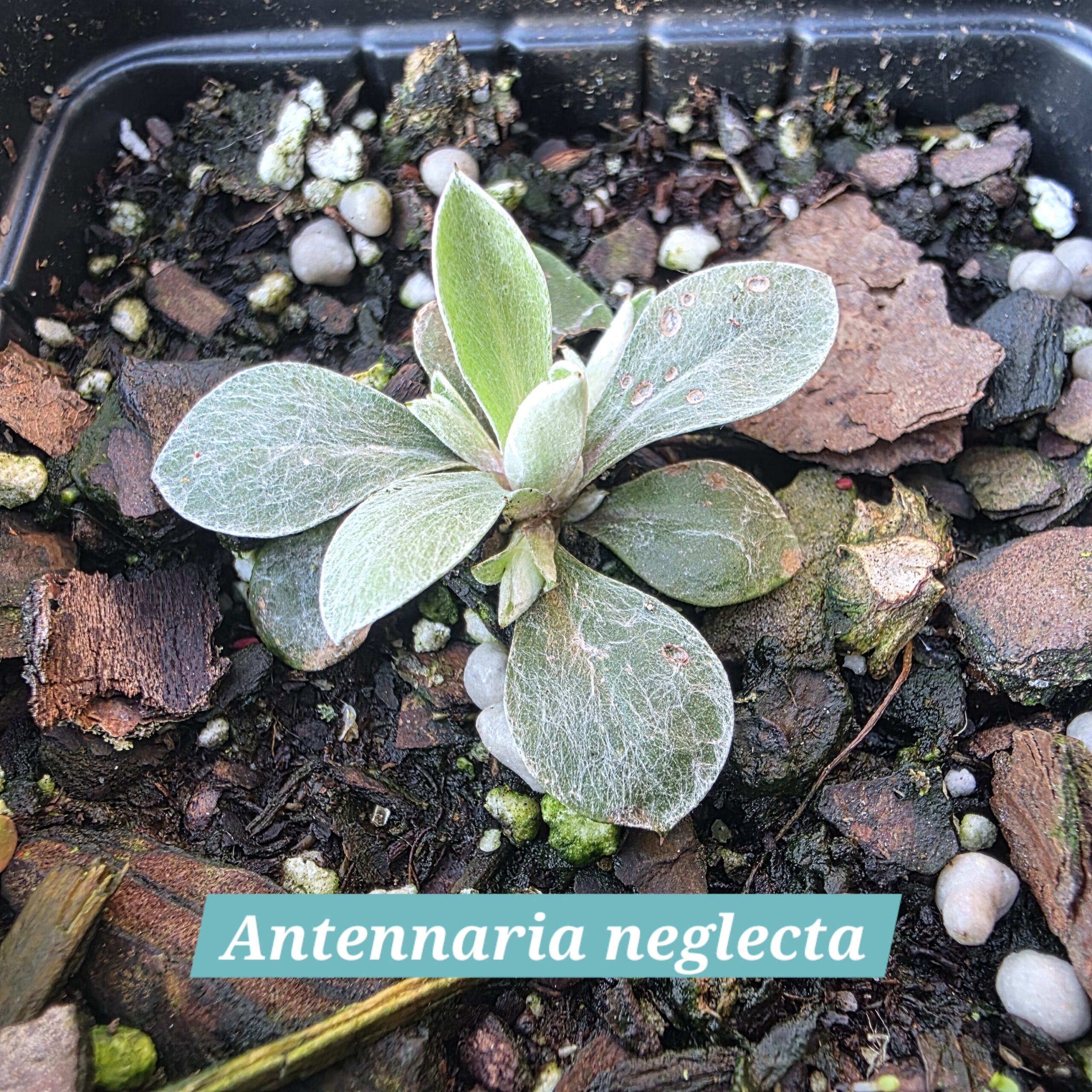 Antennaria neglecta