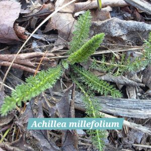 Achillea millefolium