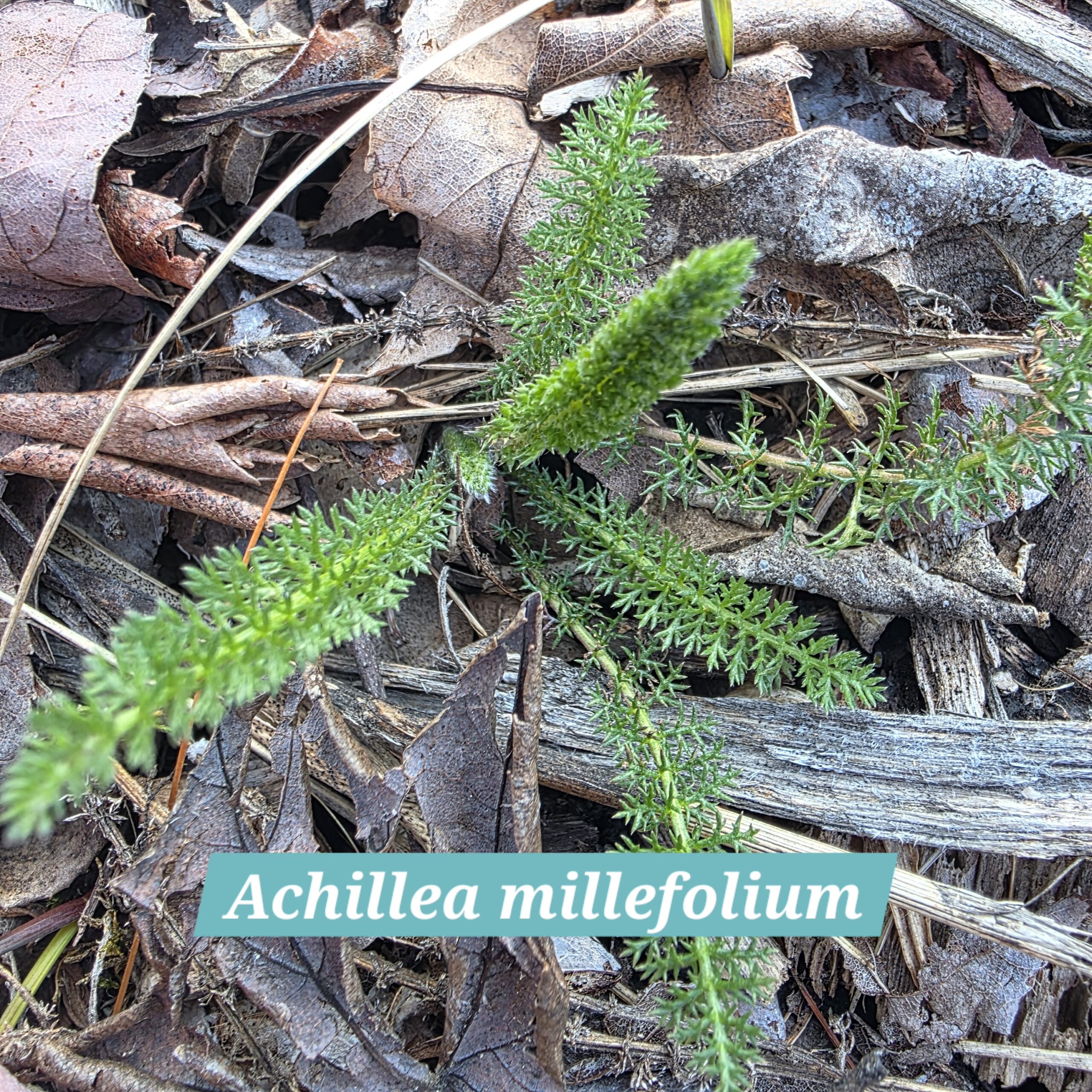Achillea millefolium