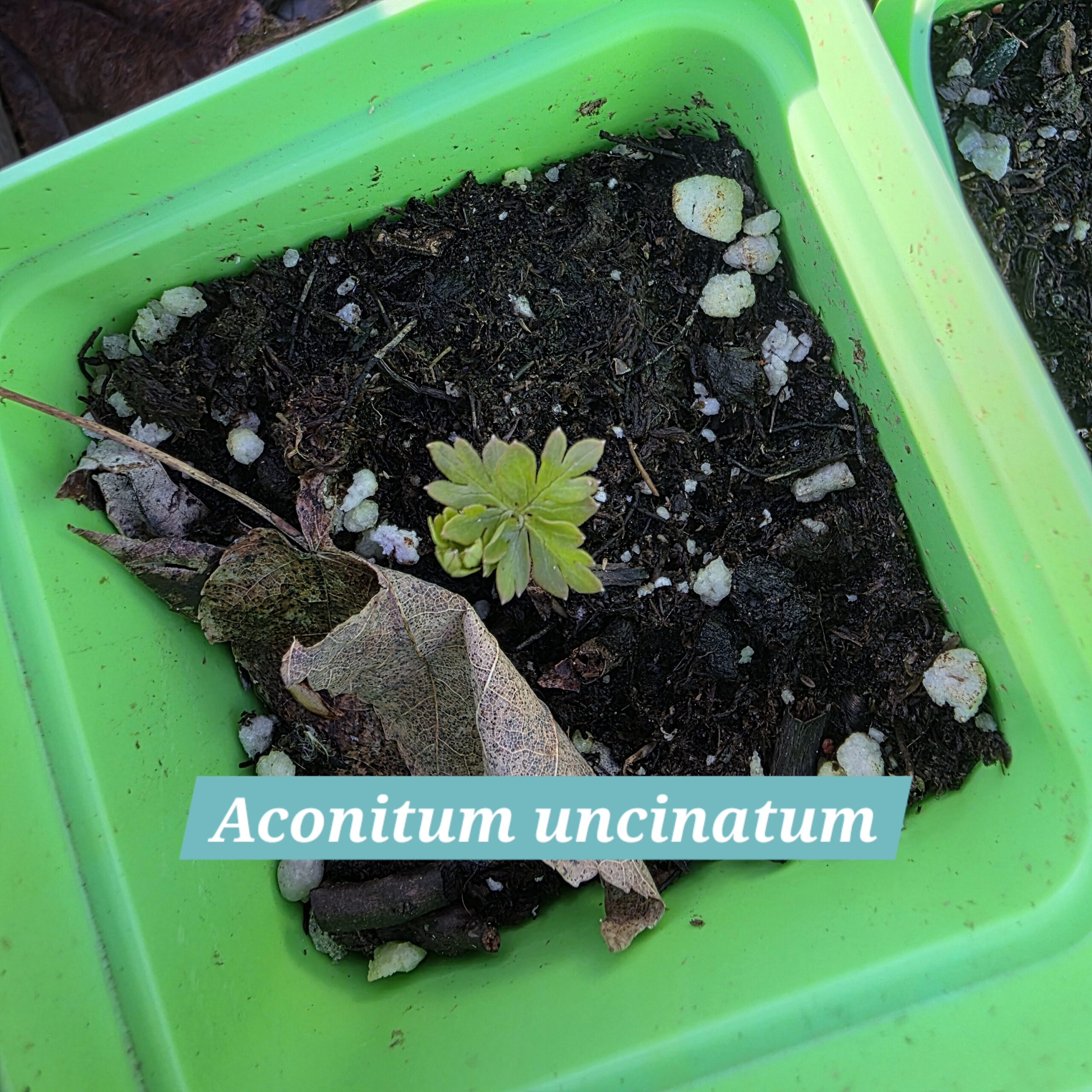 Aconitum uncinatum