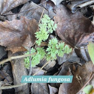 Adlumia fungosa