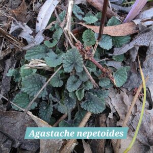 Agastache nepetoides