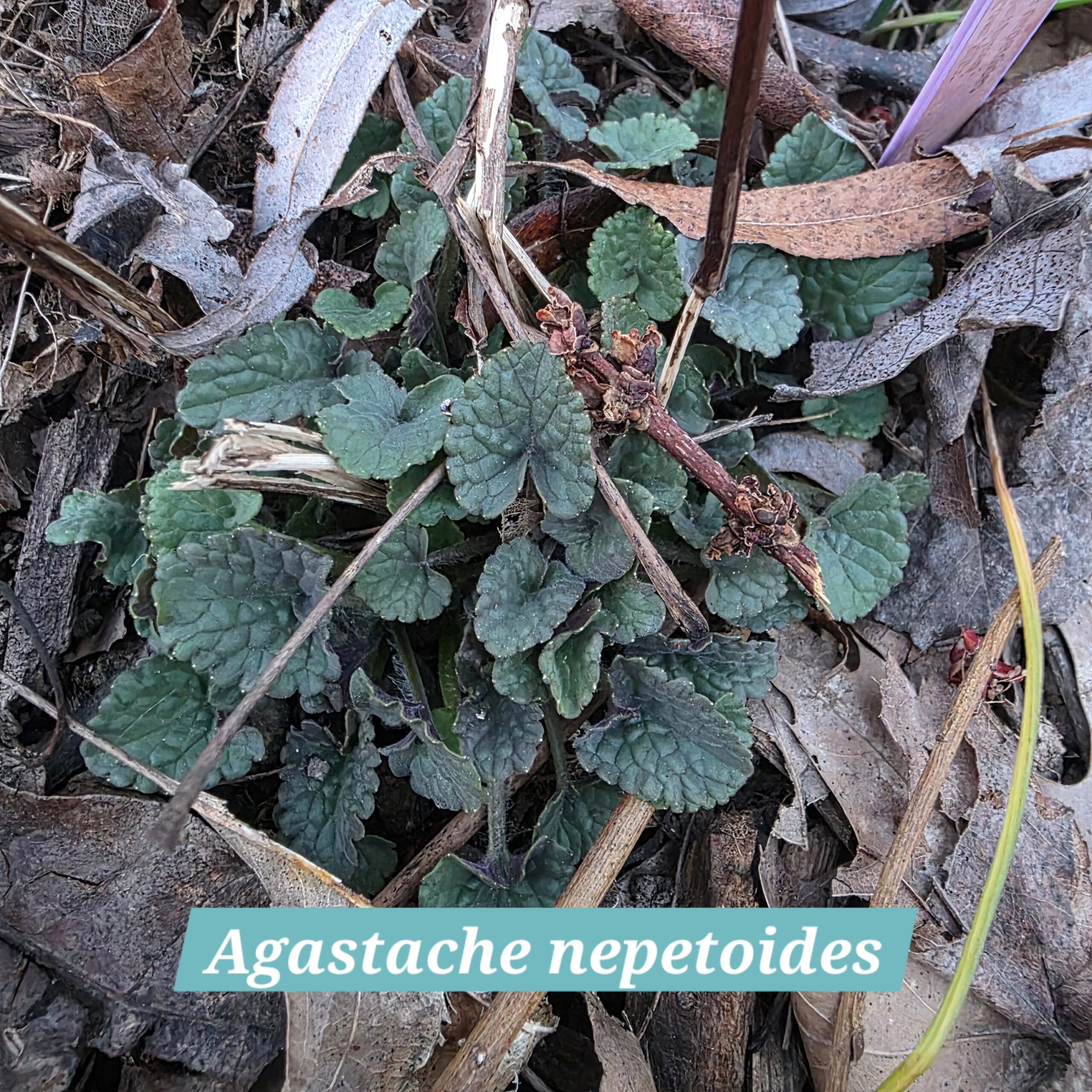 Agastache nepetoides