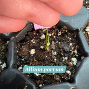 Allium porrum