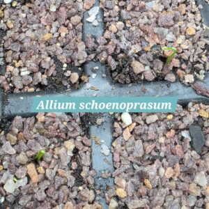 Allium schoenoprasum cotyledon (monocot)