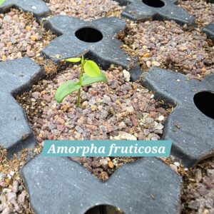 Amorpha fruticosa