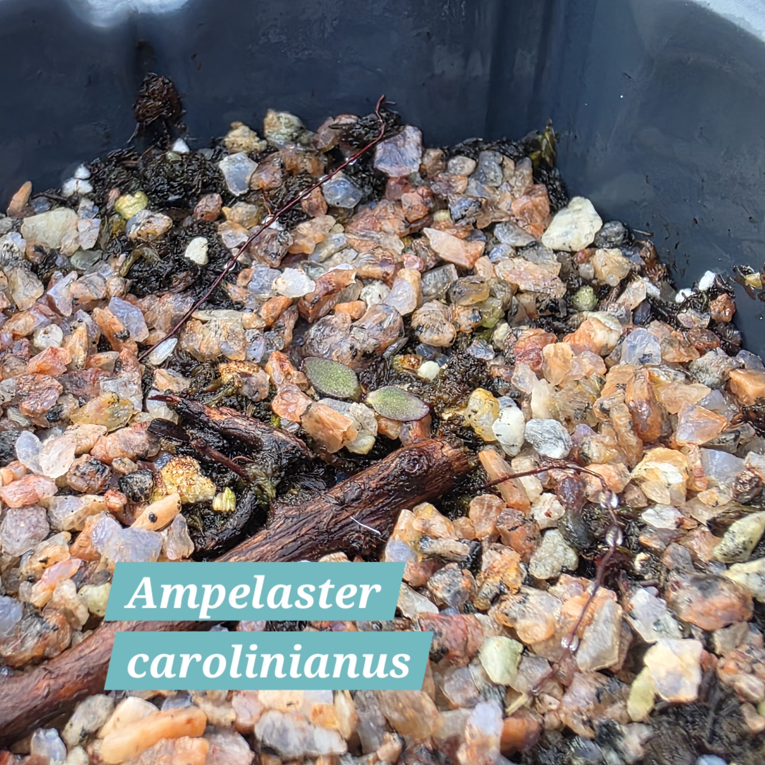 Ampelaster carolinianus