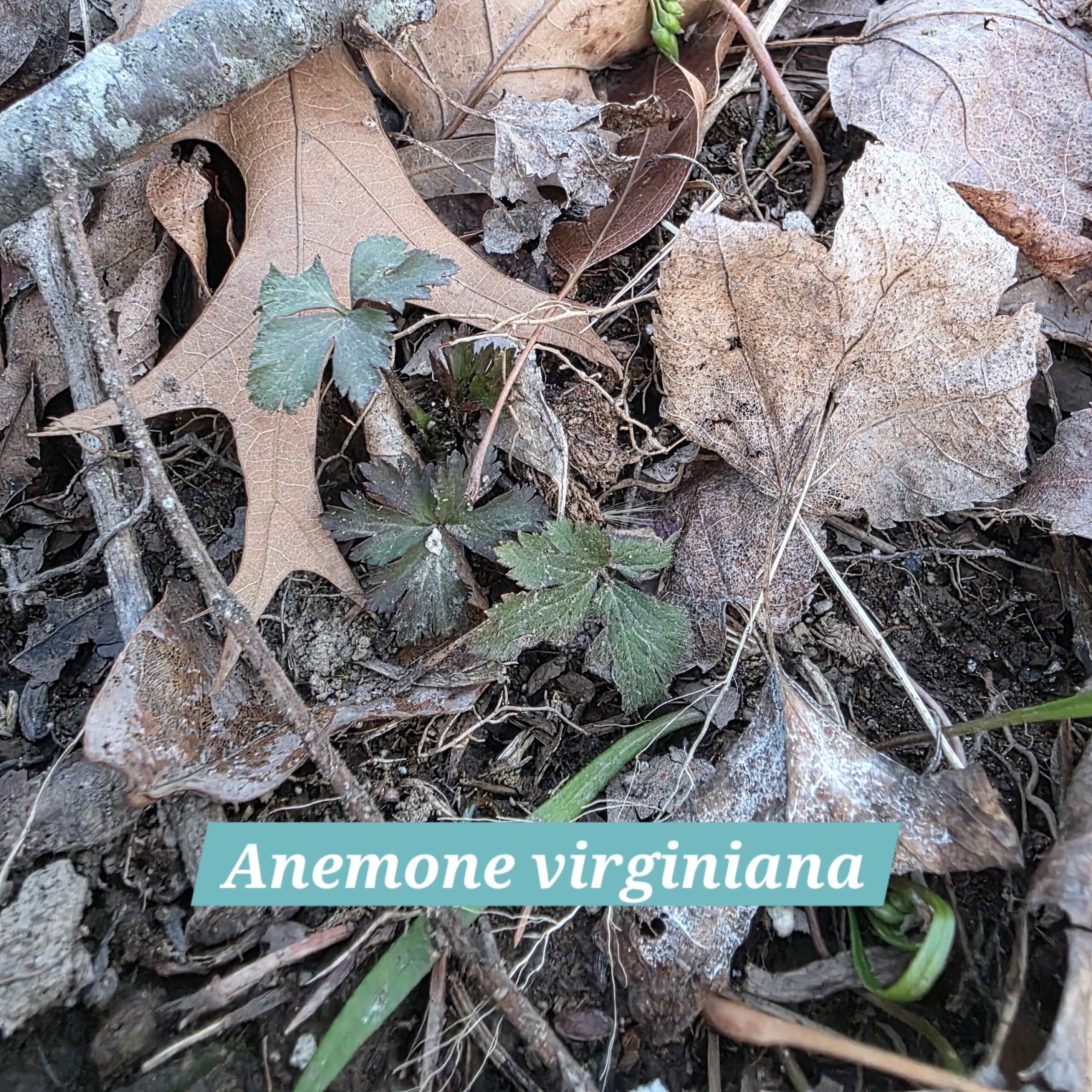 Anemone virginiana