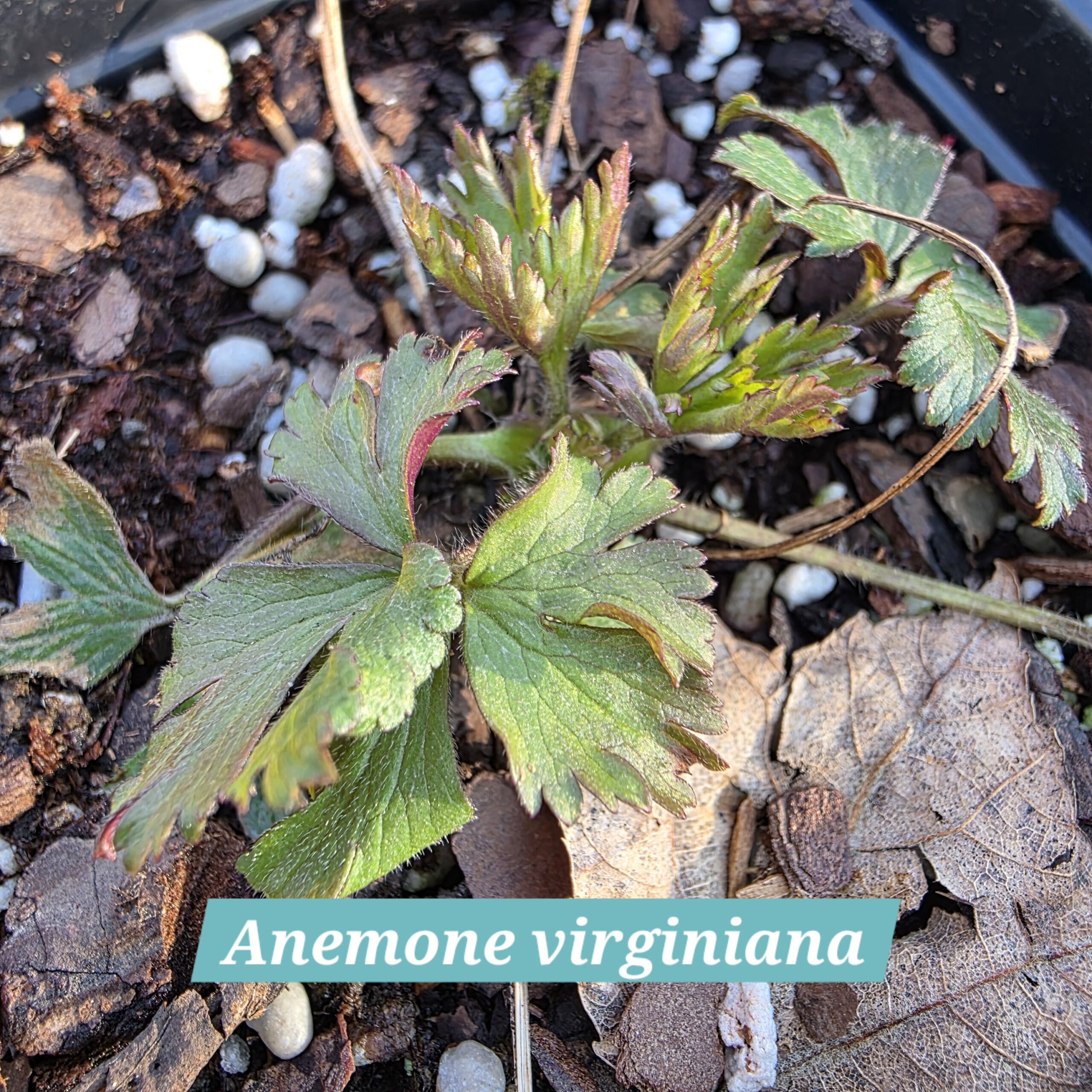 Anemone virginiana