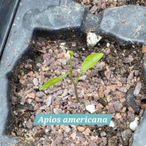 Apios americana first leaves