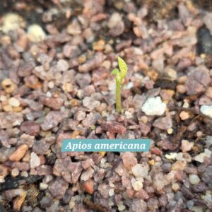 Apios americana hypogeal germination