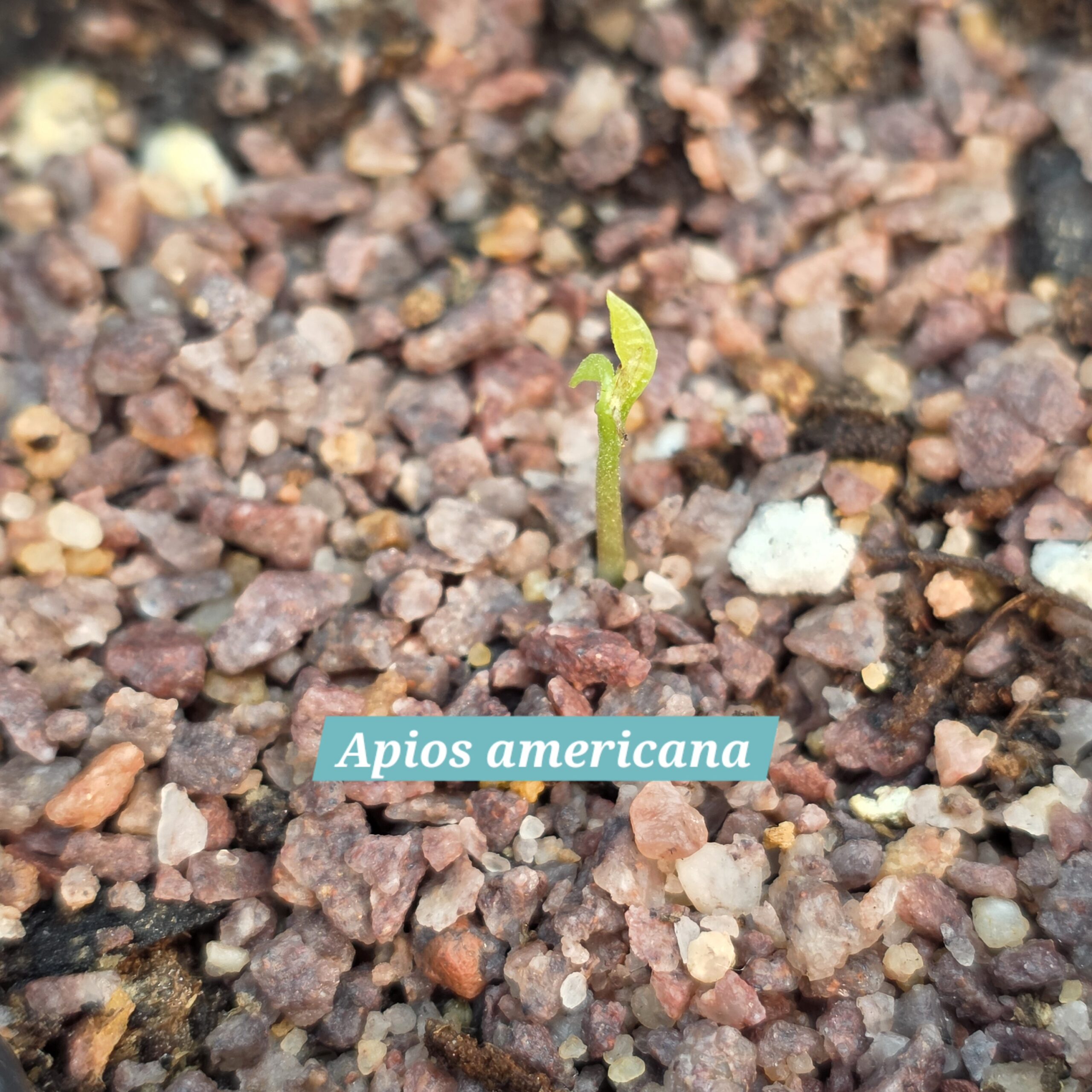 Apios americana hypogeal germination