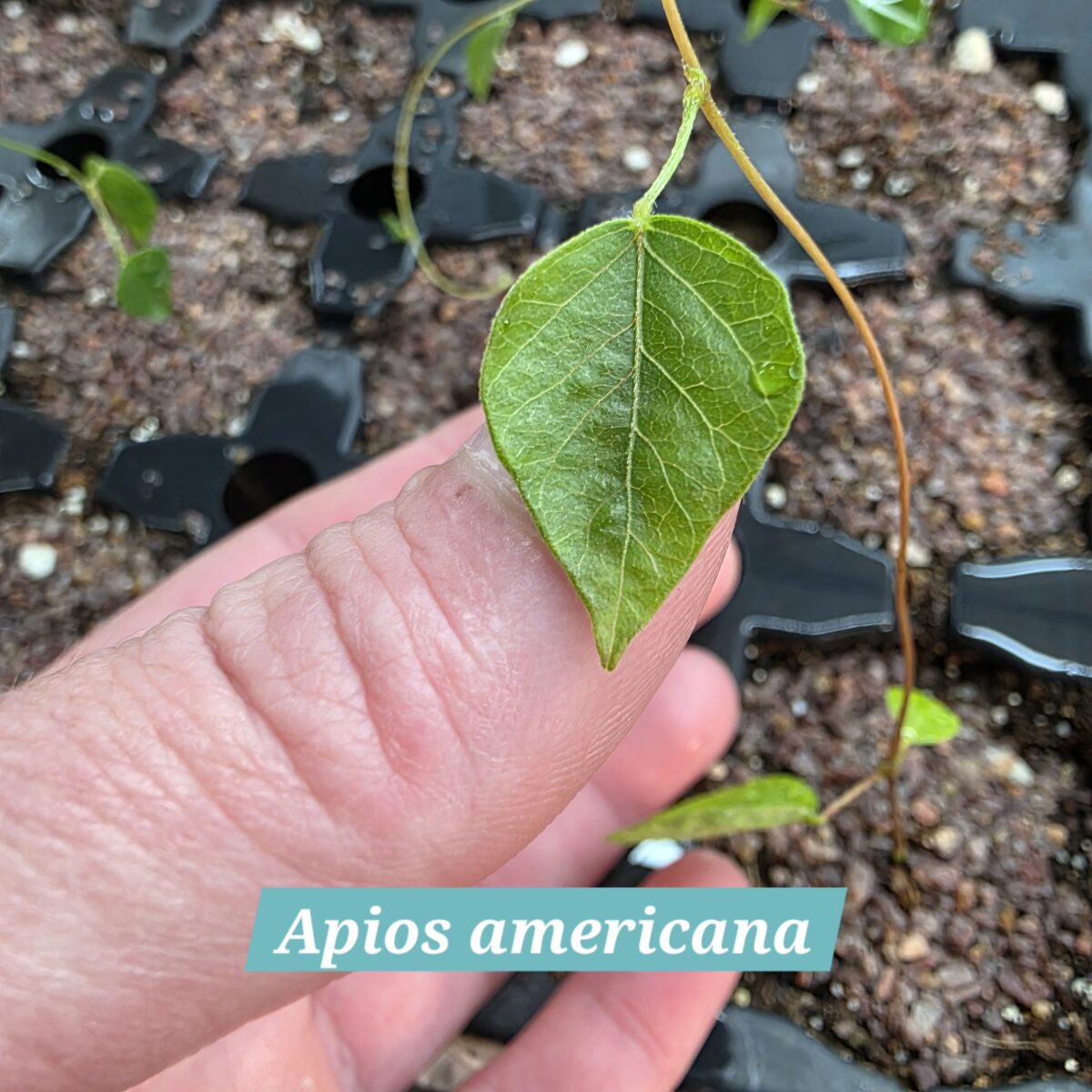Apios americana