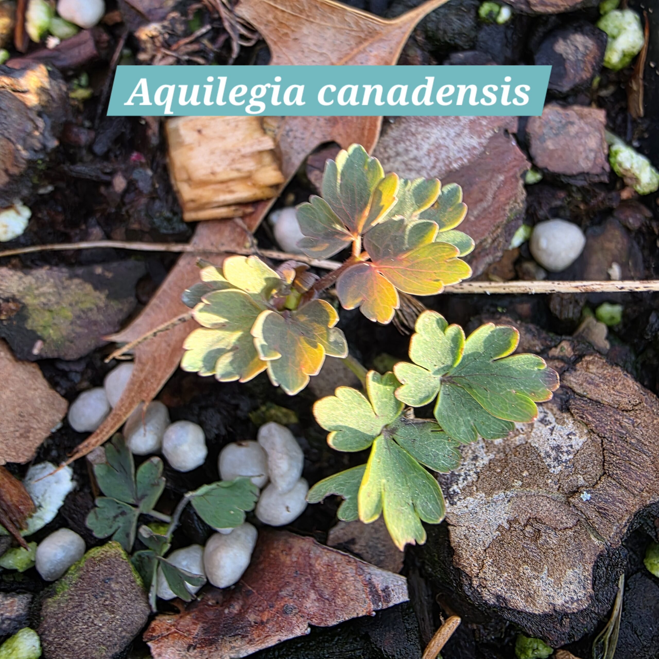 Aquilegia canadensis