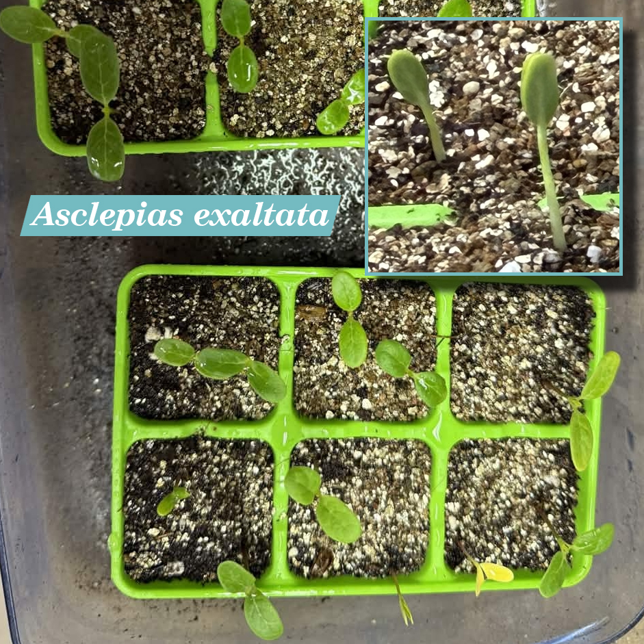 Asclepias exaltata cotyledons