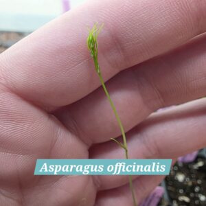 Asparagus officinalis