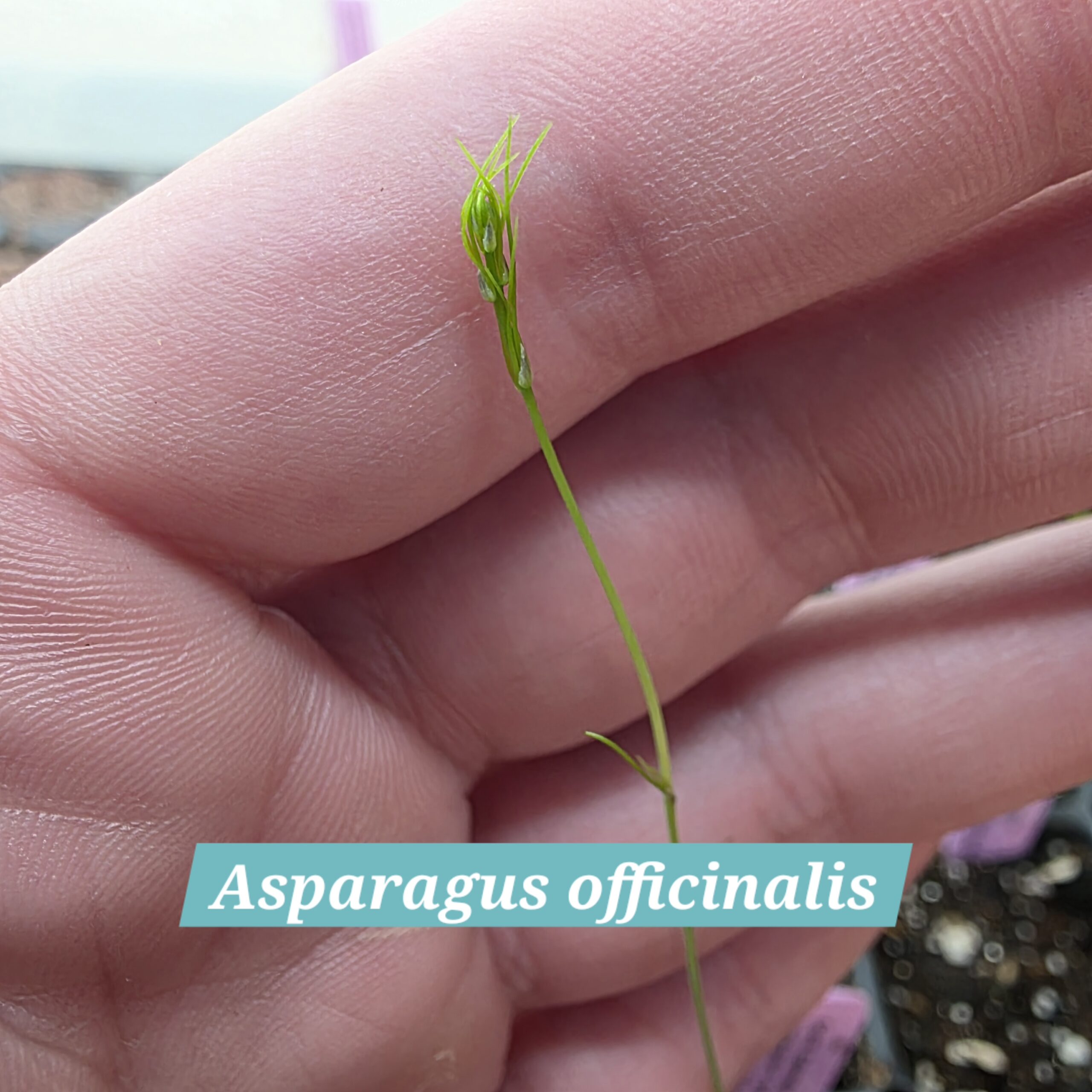 Asparagus officinalis
