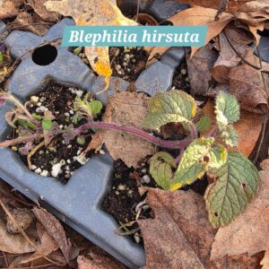 Blephilia hirsuta