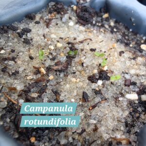 Campanula rotundifolia