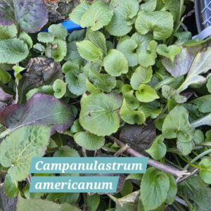 Campanulastrum americanum