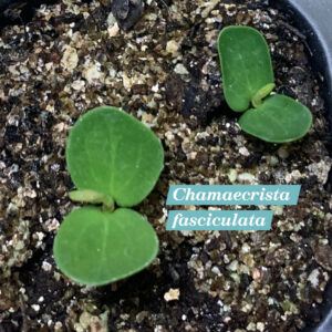 Chamaecrista fasciculata cotyledons