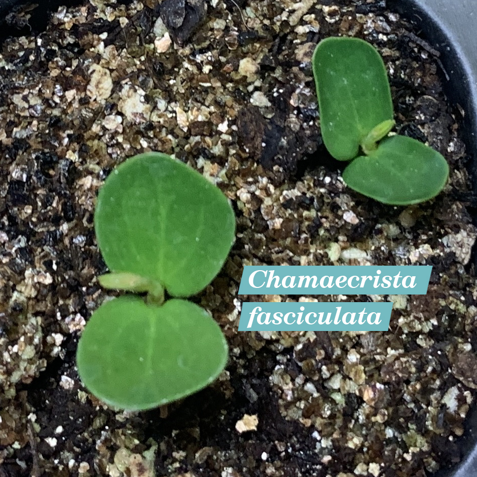 Chamaecrista fasciculata cotyledons