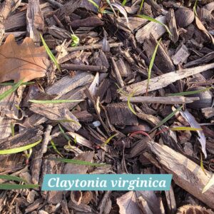 Claytonia virginica