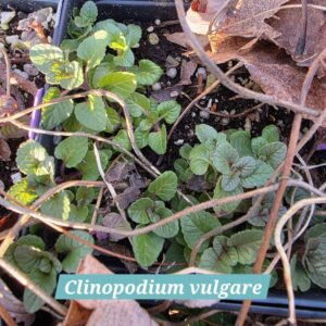 Clinopodium vulgare