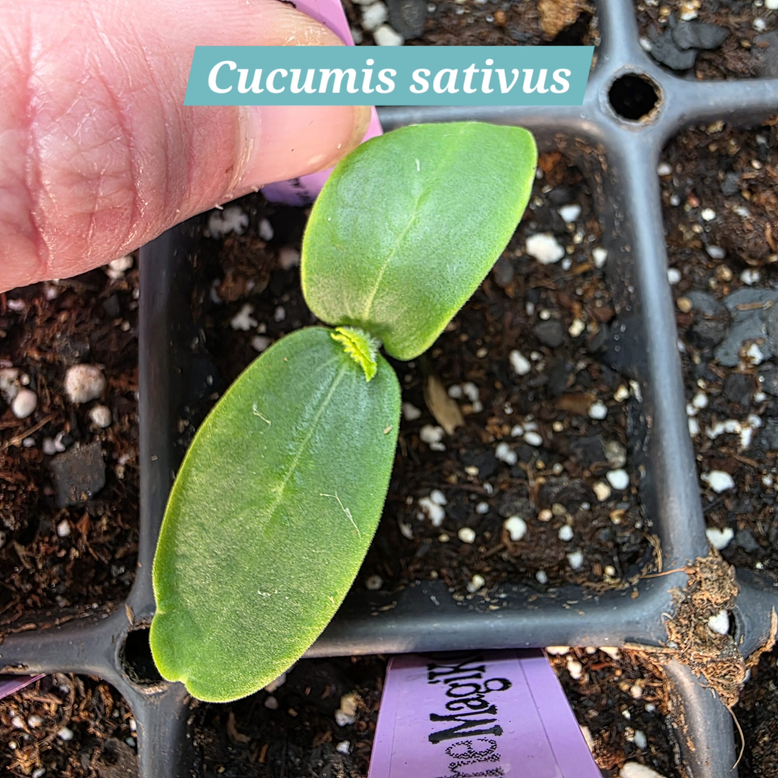 Cucumis sativus