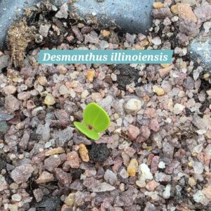 Desmanthus illinoiensis cotyledons