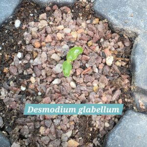 Desmodium glabellum cotyledons