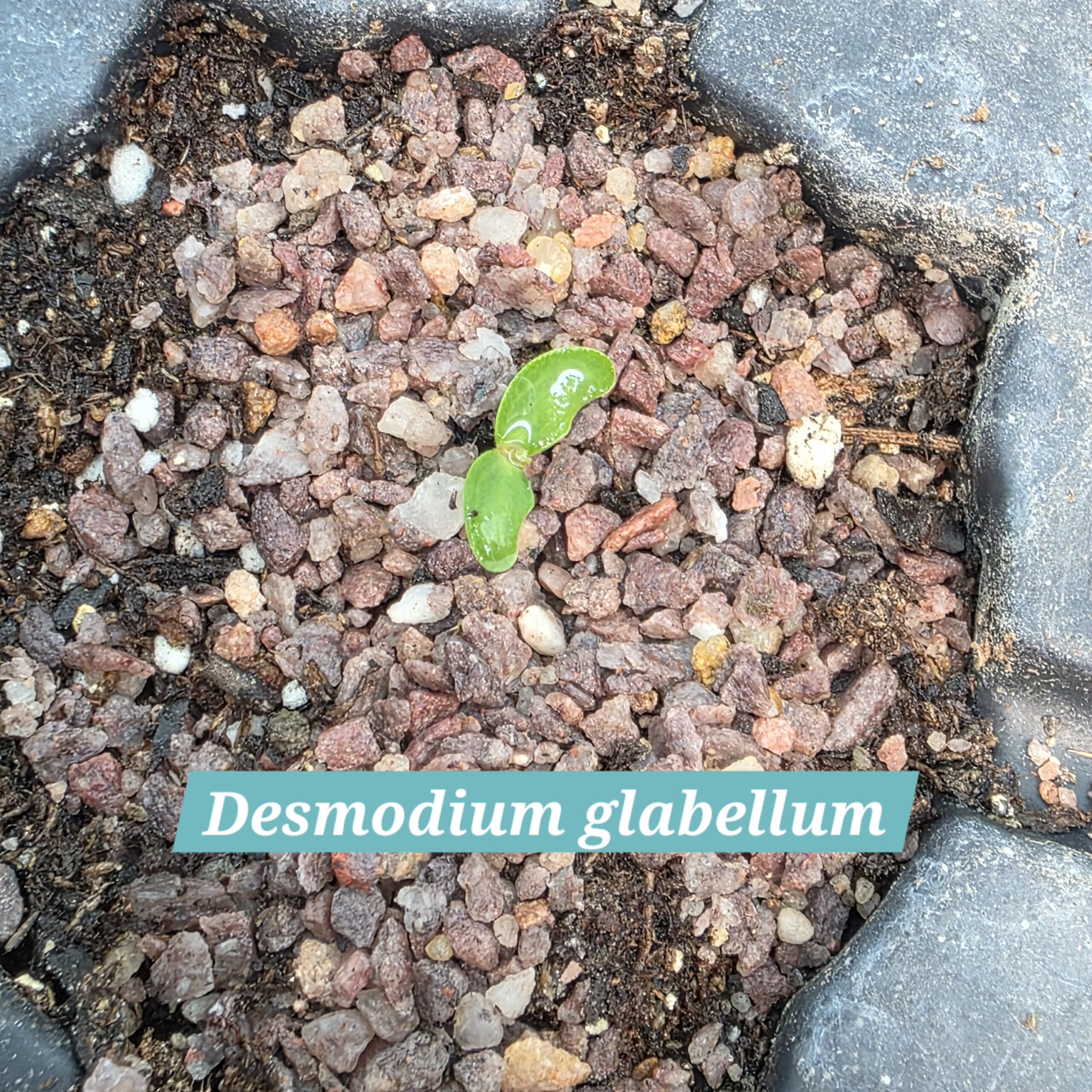 Desmodium glabellum cotyledons