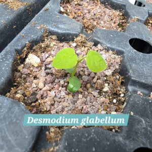 Desmodium glabellum