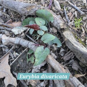 Eurybia divaricata