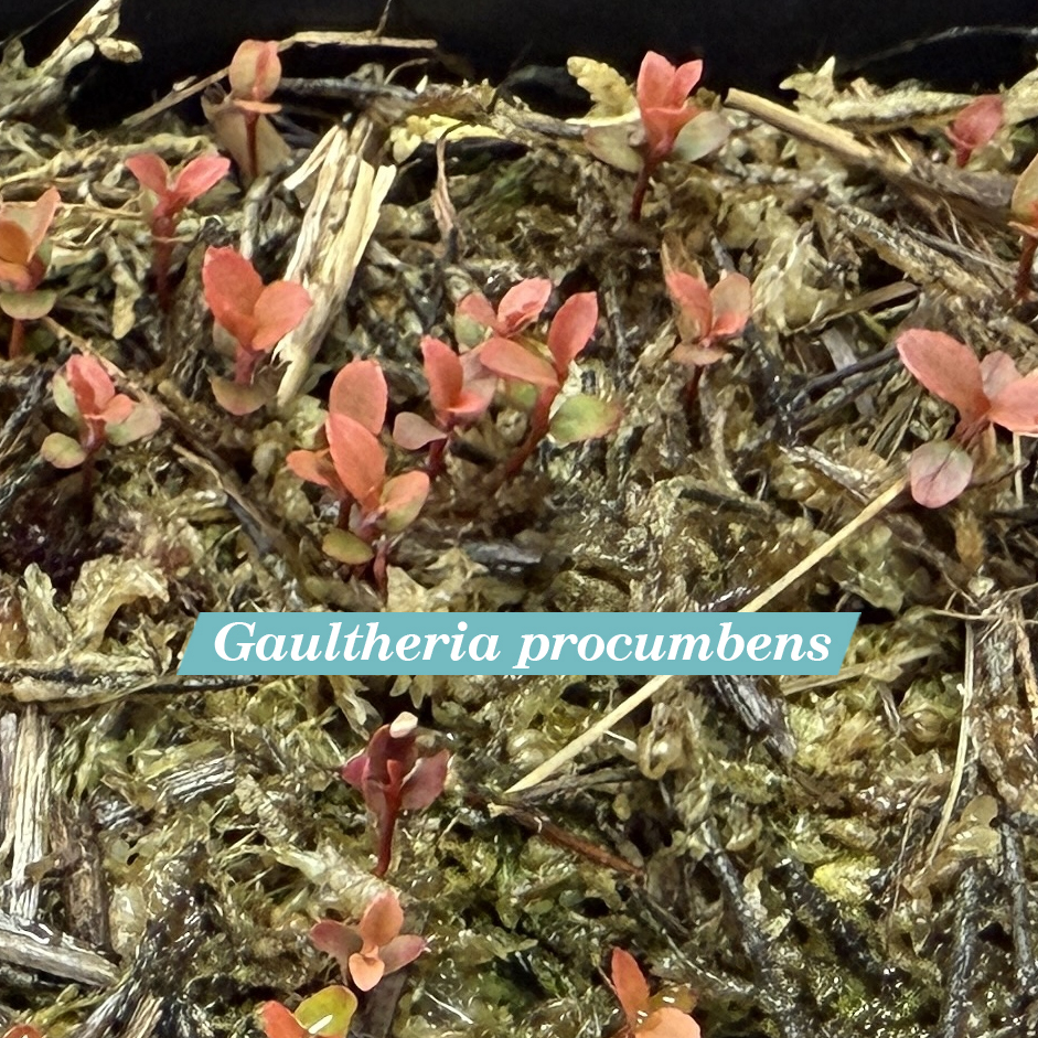 Gaultheria procumbens cotyledons and first leaves