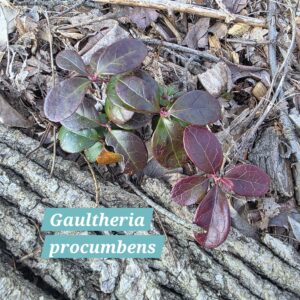 Gaultheria procumbens