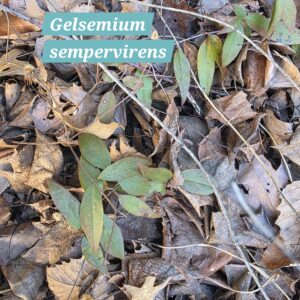 Gelsemium sempervirens