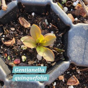Gentianella quinquefolia