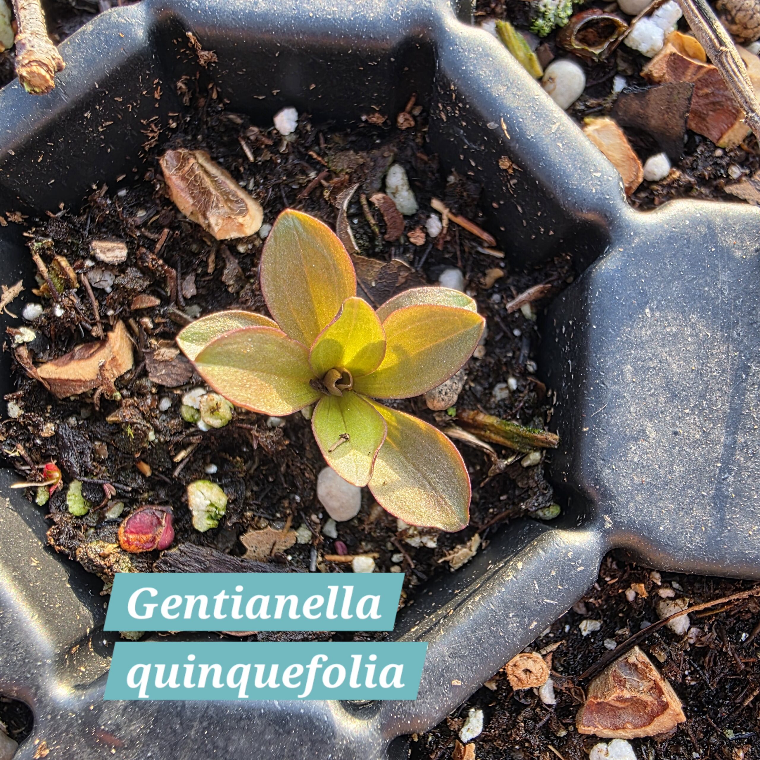 Gentianella quinquefolia