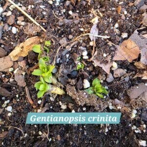 Gentianopsis crinita