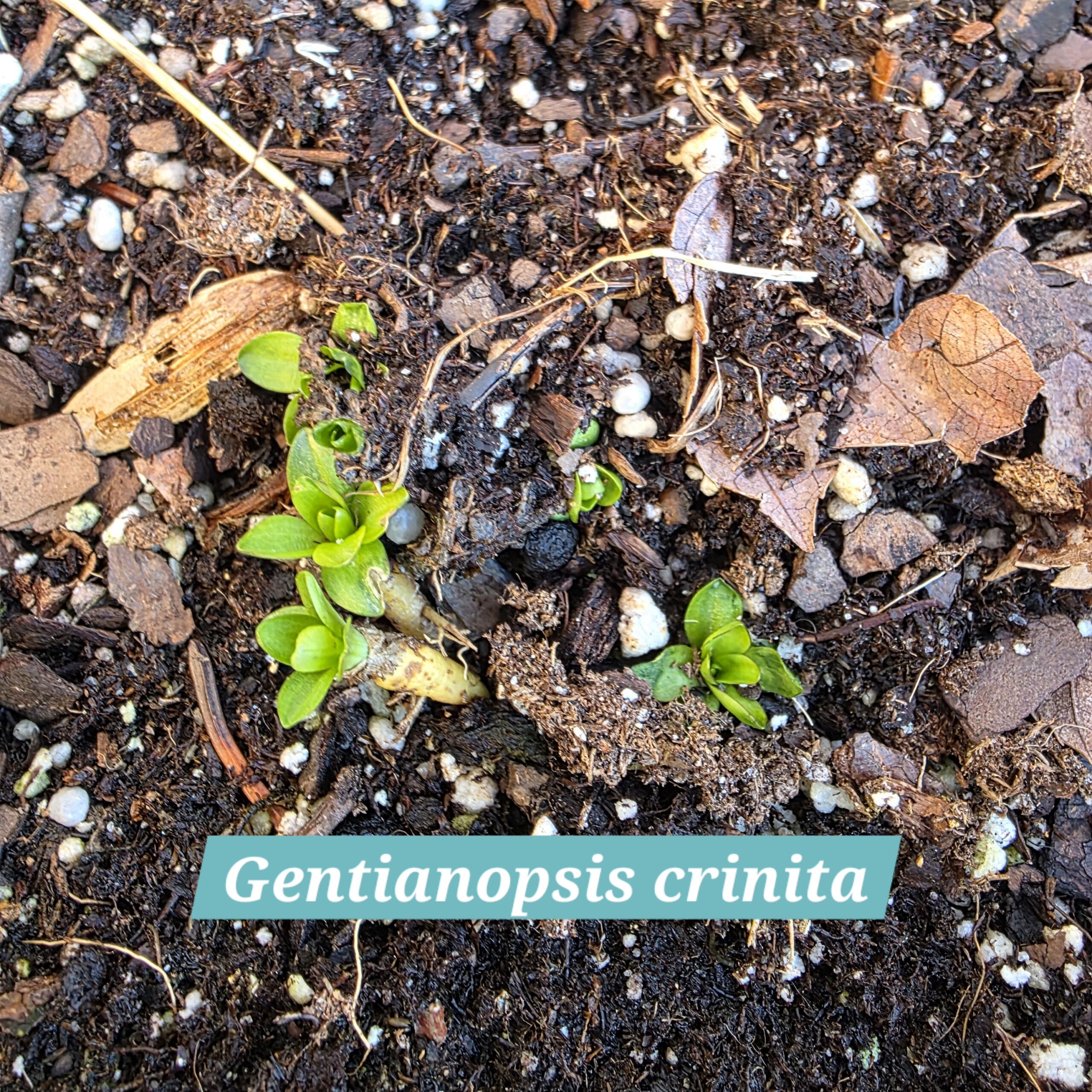 Gentianopsis crinita