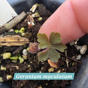 Geranium maculatum