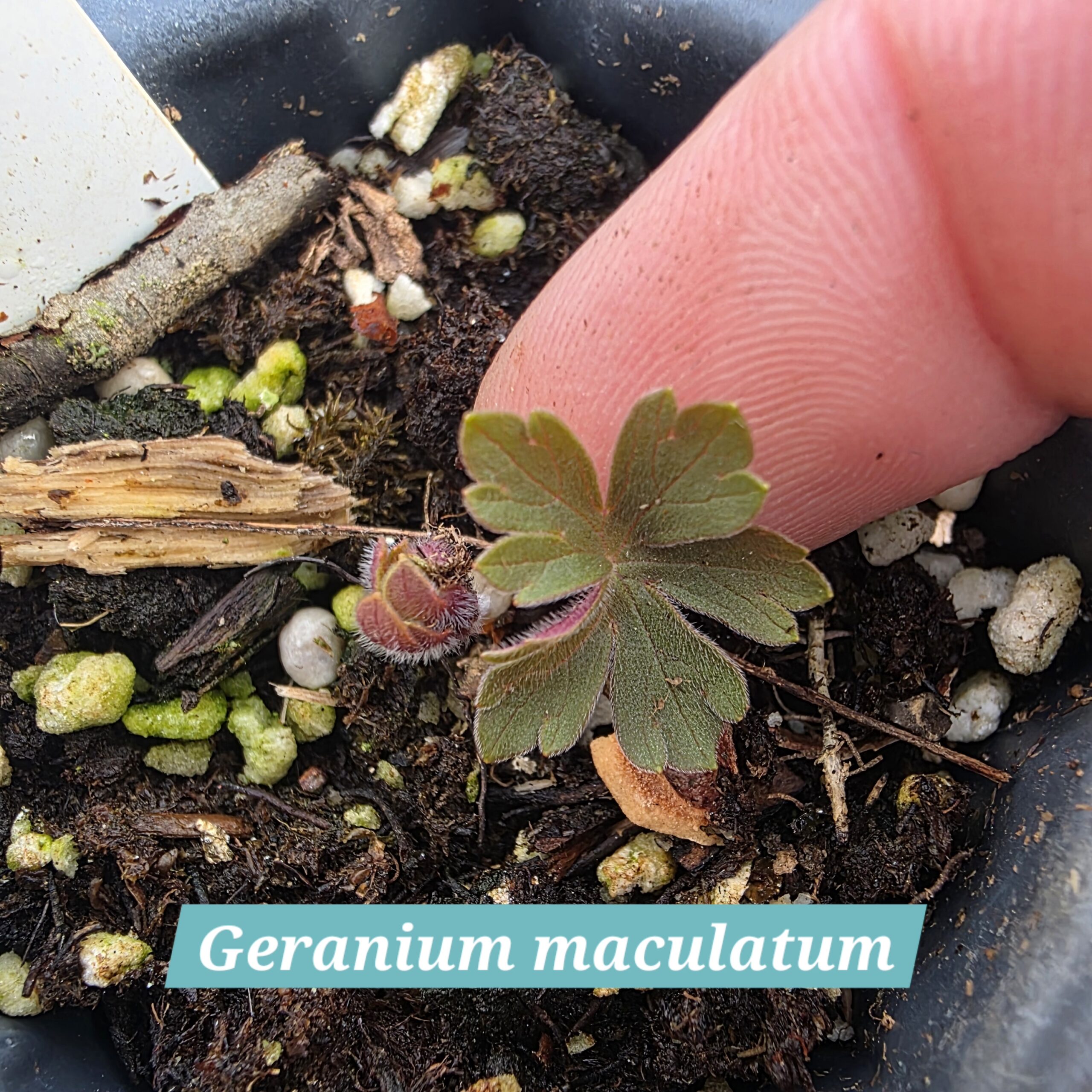 Geranium maculatum