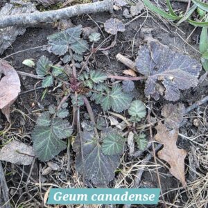 Geum canadense