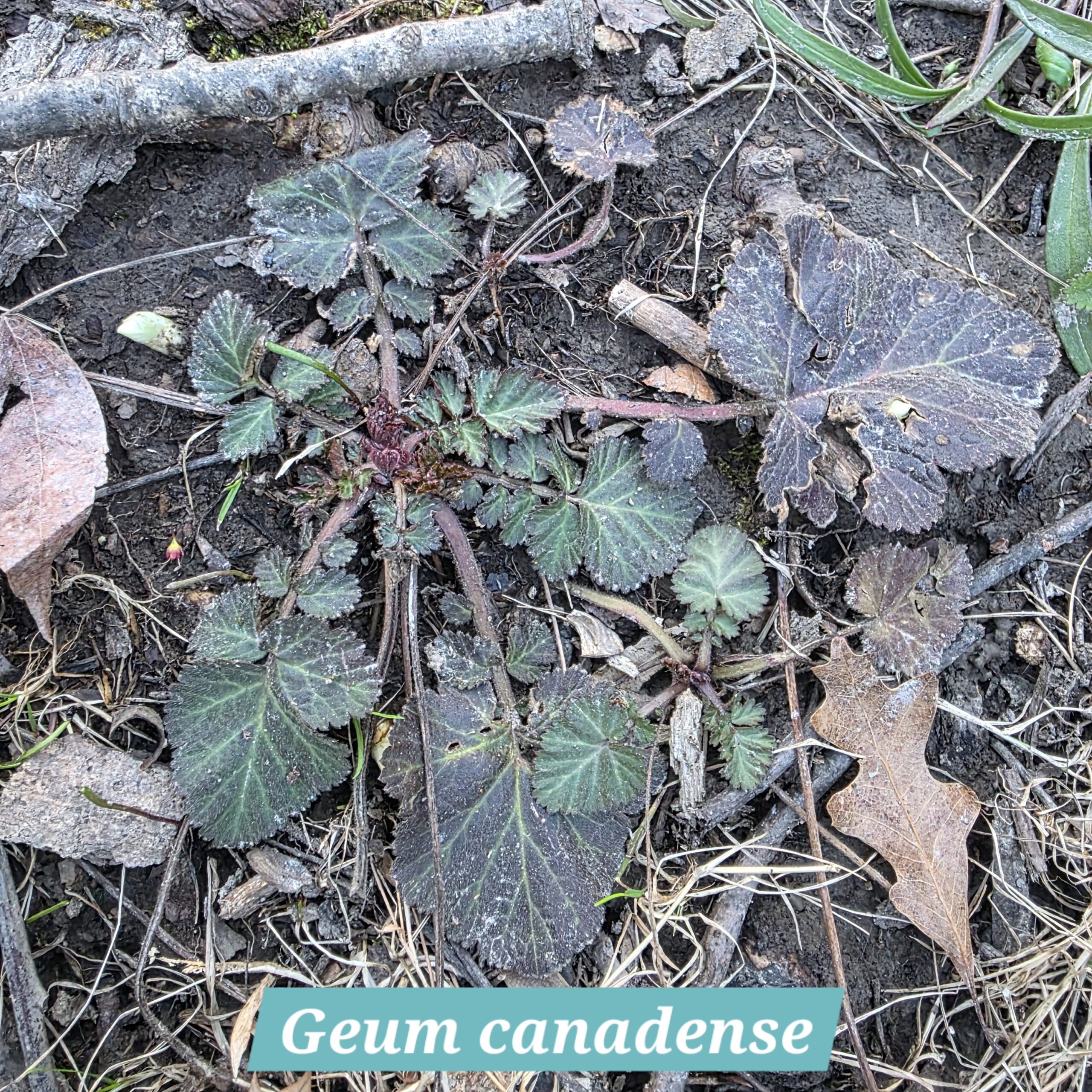 Geum canadense
