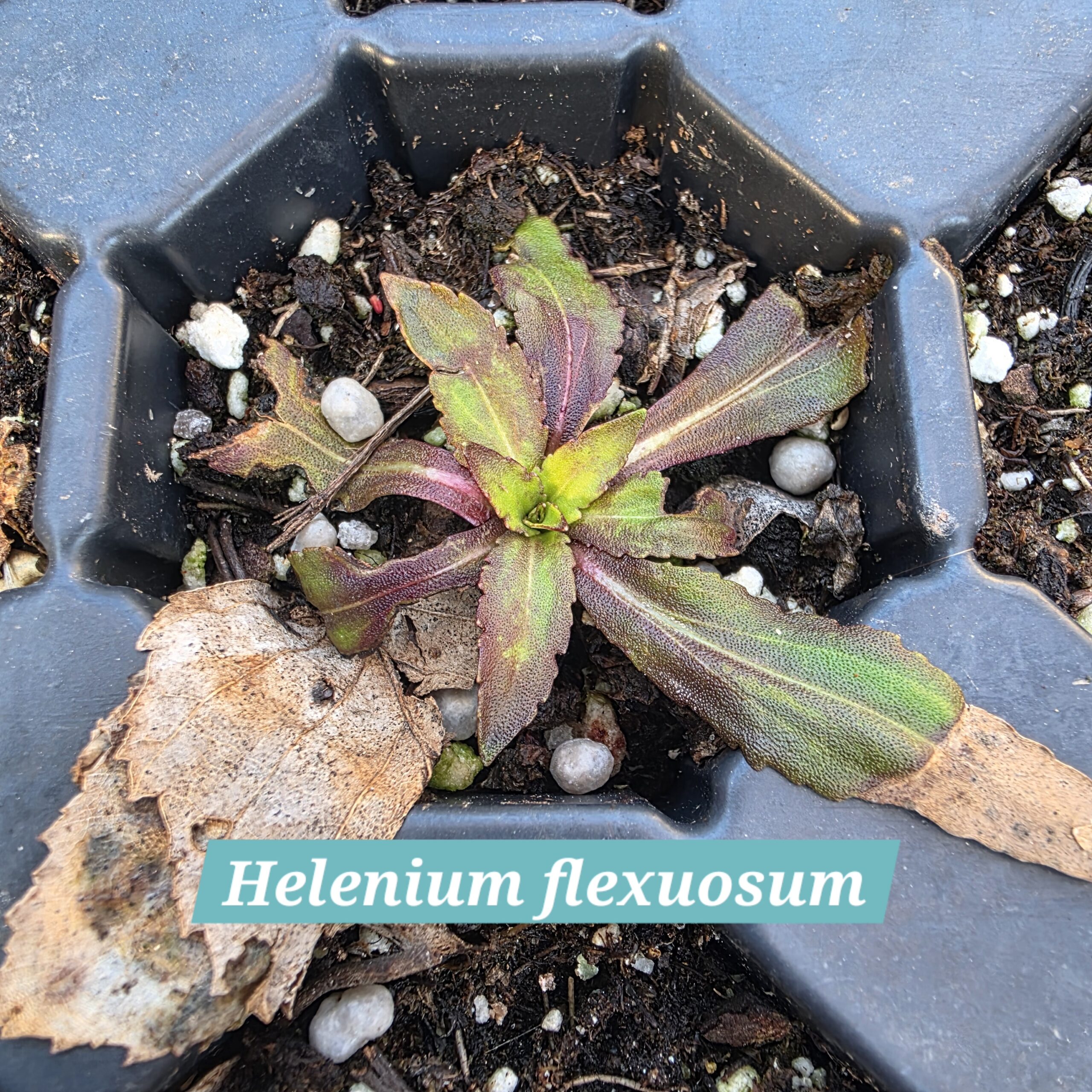 Helenium flexuosum