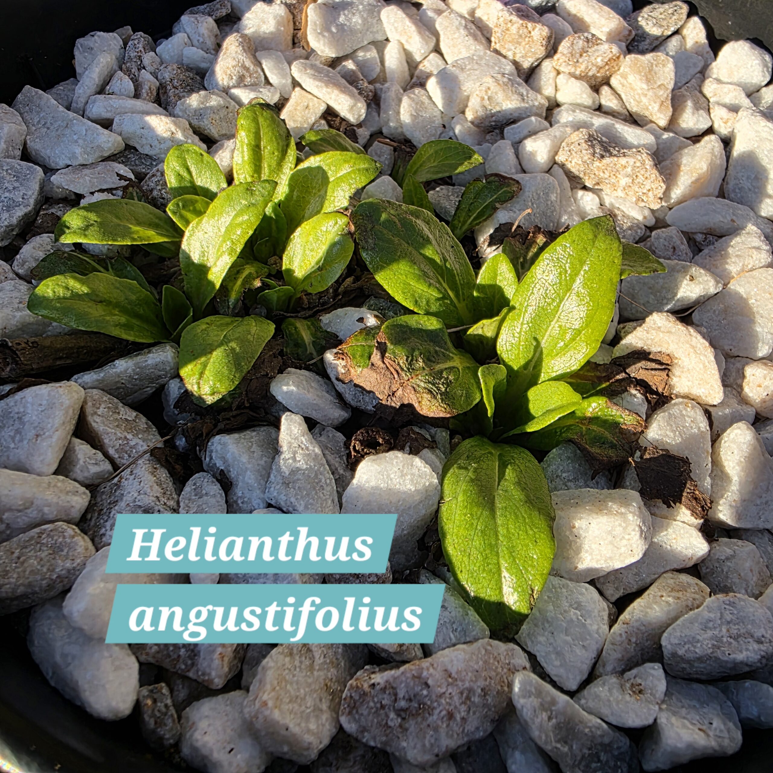 Helianthus angustifolius